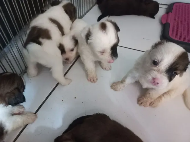 Filhotes Yorkshire com chihuahua. 