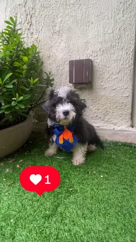Shitzu com poodle machinho caminha brinde passo cartão