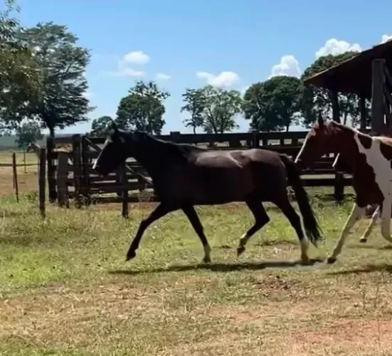 Linda égua mangalarga paulista preta