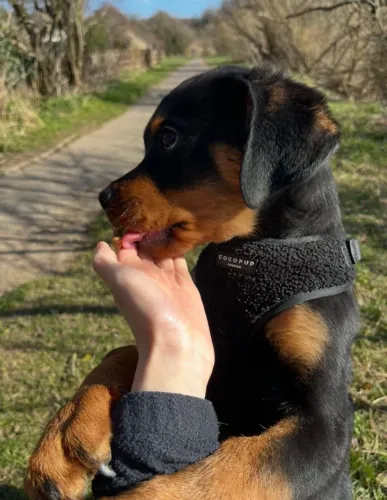 Um gigante gentil para sua casa! Rottweilers criados com carinho e responsabilidade.