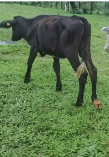 Bezerra procedência leiteira