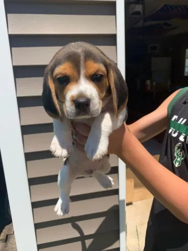 Beagle Seu próximo melhor cachorrinho pode estar aqui