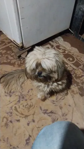 Cachorra