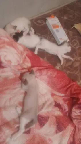Gatos