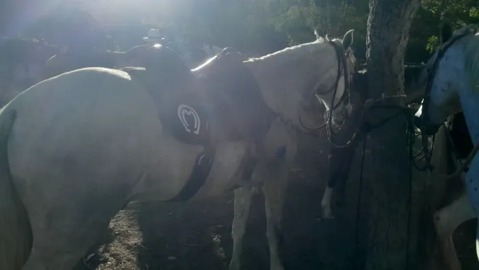 Vendo cavalo manga larga