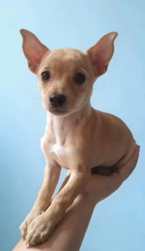 Pinscher Zero Pequeno e Carinhoso
