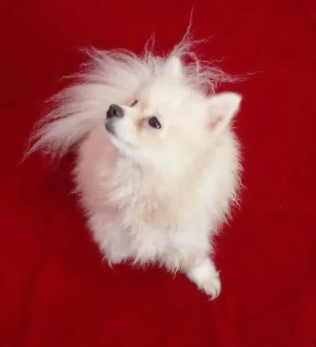 SPITZ ALEMÃO - LULU FÊMEA