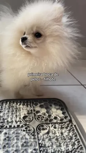 Spitz alemão 