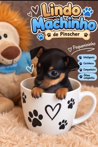 Pinscher miniatura