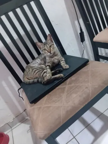 Doação de gata de 1 ano ja castrada .