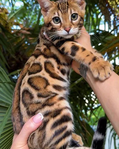 Bengal Os Oncinhos Lindos 