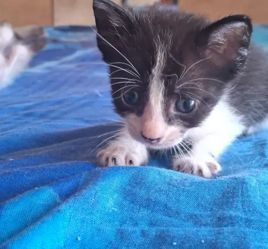 Doação de gatas