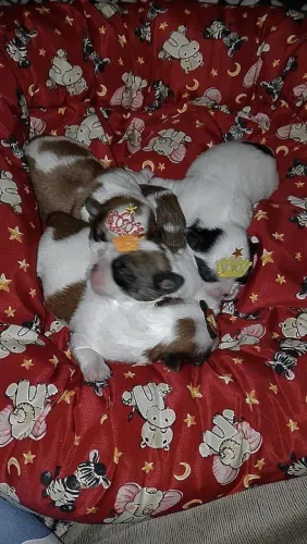 Vendo cachorro de raça shih Tzu