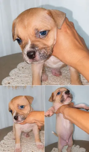 Filhotes de Pit Bull
