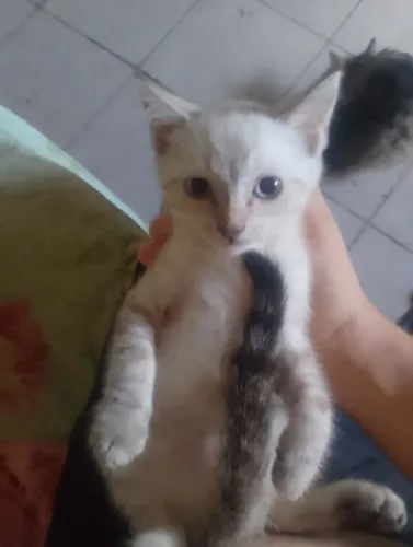 Gato macho para adoção responsável