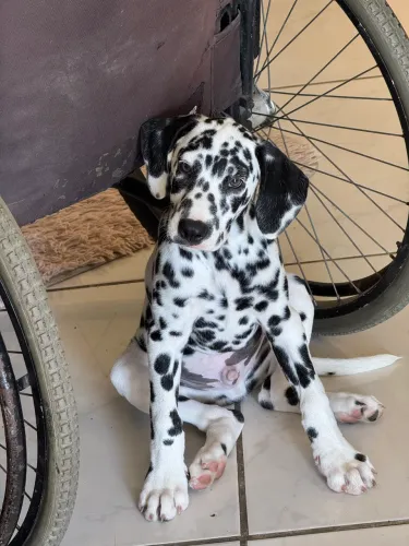 Filhote de Dalmata