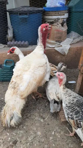 Tenho um casal de perus brancos, e um casal jovem macho preto fêmea pampa.