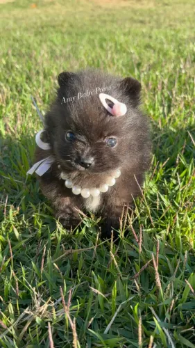 Spitz Alemão Anão Fêmea Black | Pedigree CBKC | Amy Baby Poms