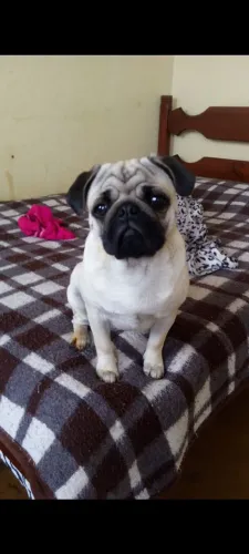Pug fêmea 