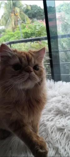 Gato Persa