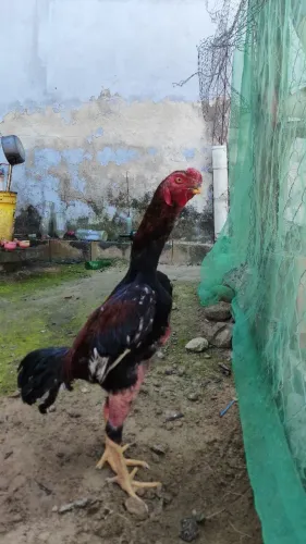 Frango índio bico curto