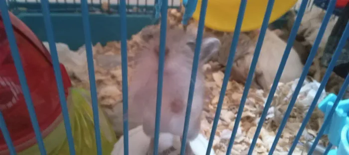 Filhotes de Gerbil (esquilo da Mongólia)