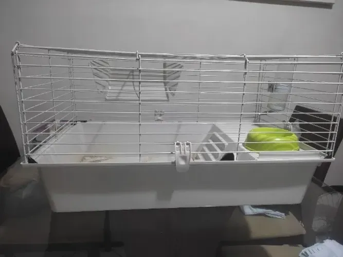 Gaiola Porquinho da Índia