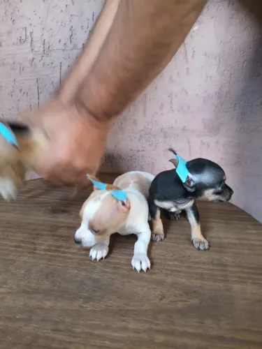 Pinscher macho