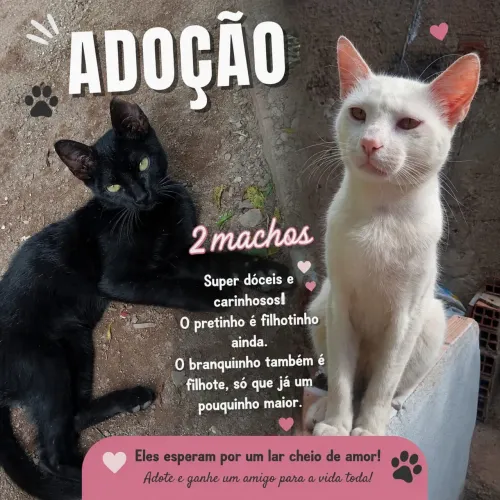Doação de gato