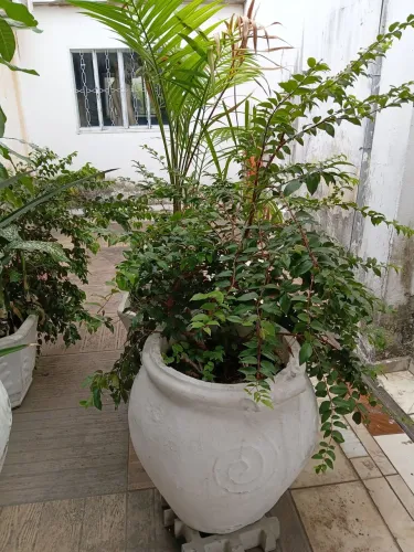 Vendo Plantas Frutíferas com Vaso