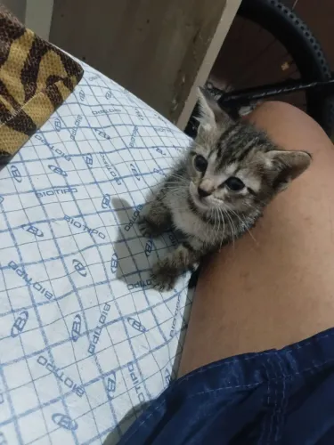 Gatos filhote macho