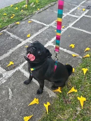 Pug macho