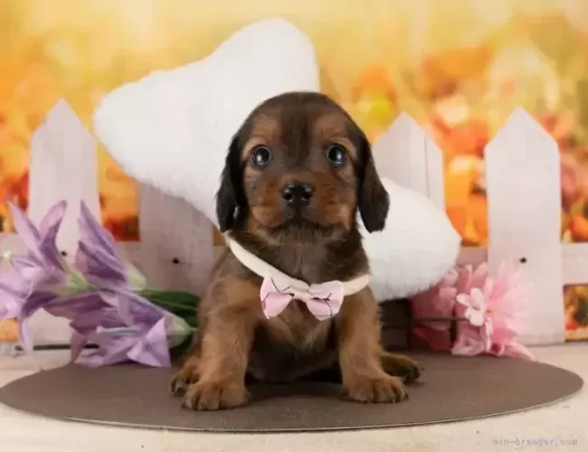 Filhote de cachorro especial: Teckel/Dachshund/Salsicha/Salsichinha/Basset/Cofap