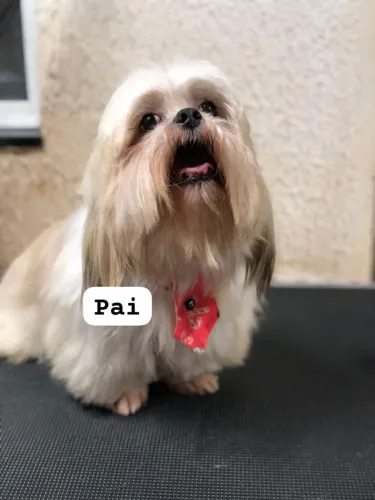 Shitzu para reserva