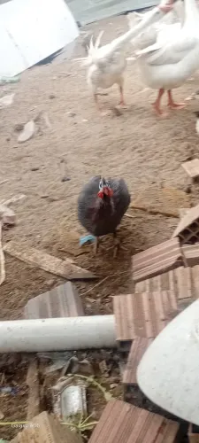 Picote macho