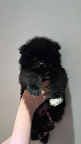 Lulu da pomerania 