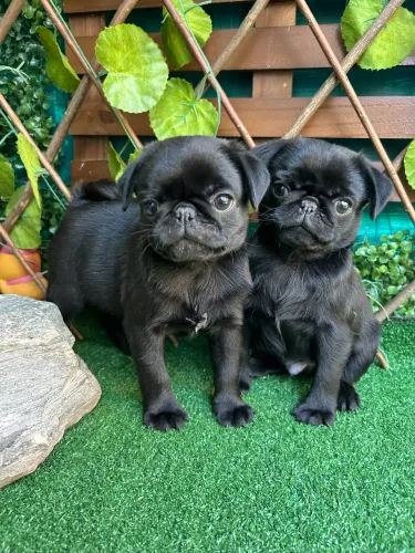 Pug Padrão Pequeno