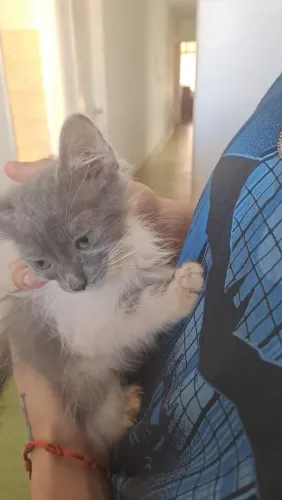 Doação de gatos