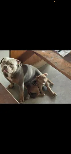 Pit Bull América bully 