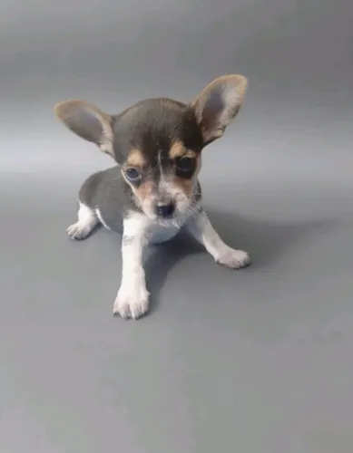 Pinscher Zero Bem Tratado