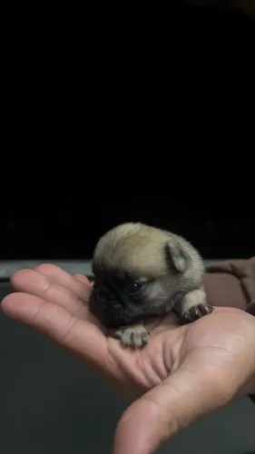 Filhotes Pug