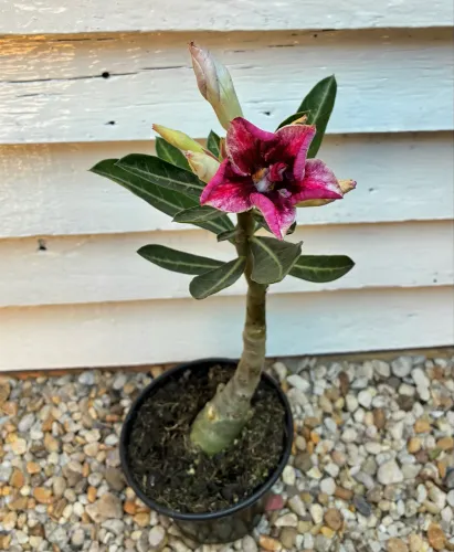 Rosas do deserto enxertadas 