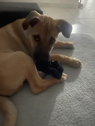 Cachorro macho filhote 4 meses