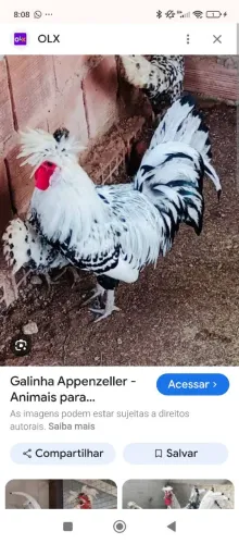 Pintos de Appenzeler.