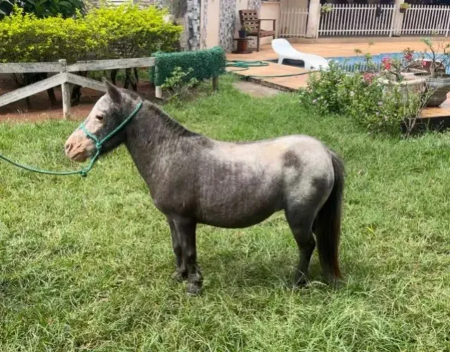 Tordilha Apaloosa