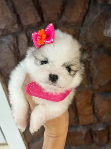 Filhote fêmea e macho spitz