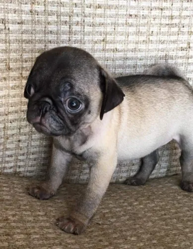 Pug Uma lembrança viva para quem é especial