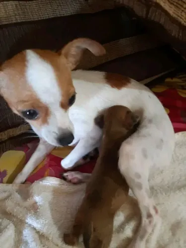Pincher 0 com pedigree