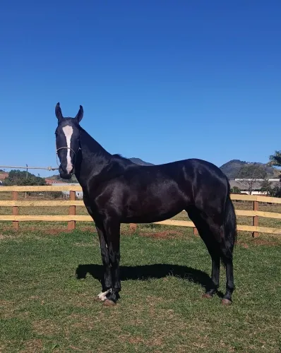 Potra mangalarga marchador