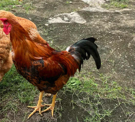 Galo caipira
